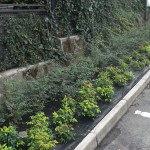 DSCF1972