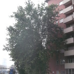 DSCF3417